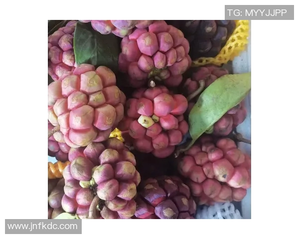 水果的丰富多样性与营养价值探索：从热带水果到本地水果的全面了解