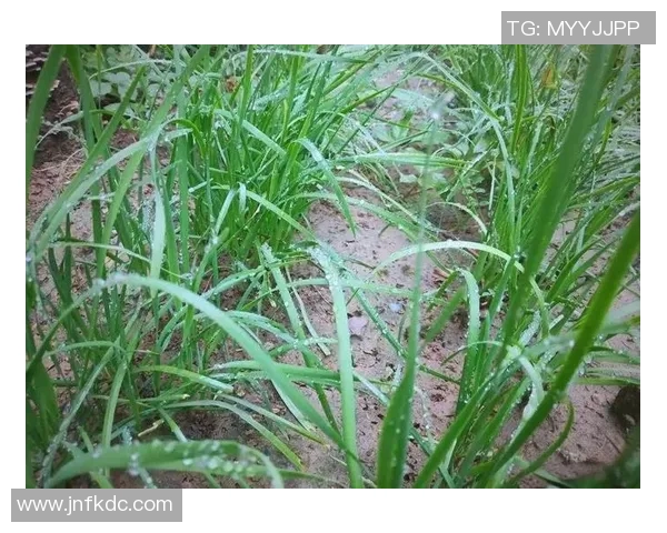 提升游泳技巧全方位指南 打造流畅泳姿与高效训练方法 提升游泳技巧全方位指南 打造流畅泳姿与高效训练方法